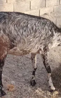 بز دوقلو زا
