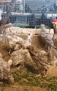 تخم مرغ نطفه دارگلین