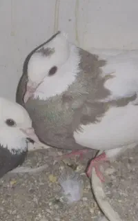گمشده