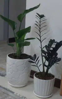 گل و گیاه آپارتمانی