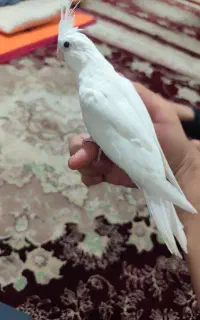 عروس هلندی. ۱ماهه