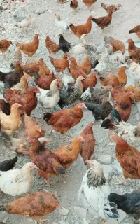 جوجه طبیعی تعداد110