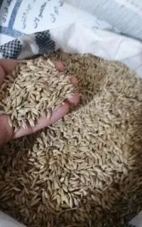 جو  چاق و تمیز