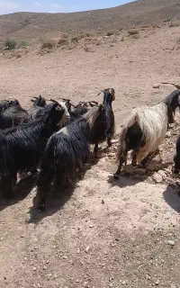بز چاق داشتی