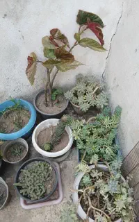 گل حیاط و ایوان