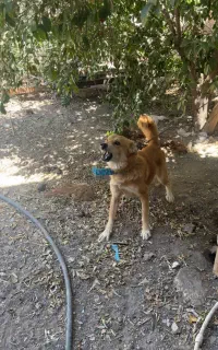 نگهبان