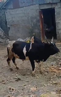 گاو نر  ورزا