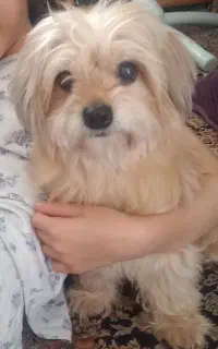سگ گمشده