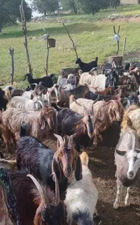 شصت تا بز باتیشتر
