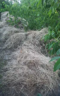 یونجه