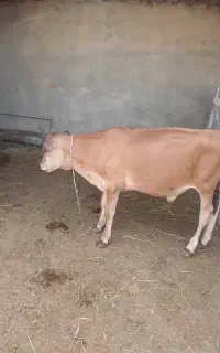 گوساله نر جرسی