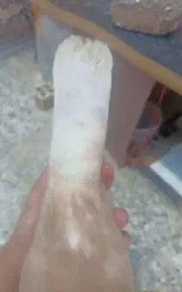 کبوتر