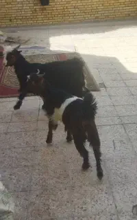 سه عدد بزغاله چاق