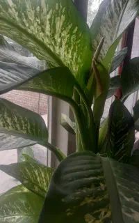 گل دیفن