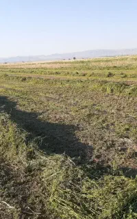 یونجه بسته شده