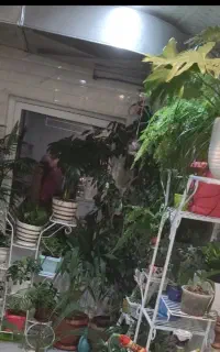 گل و گلدان و استند