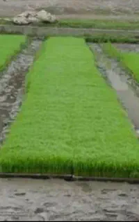 نشای هاشمی(توم)