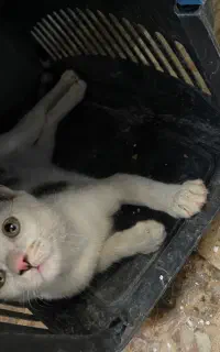 خونگی بوده رها سازی شده نیازمند سرپرست