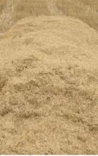 کاه