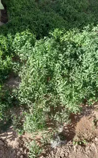 نهال گوجه