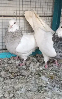 جفت طوقی هفت رنگ