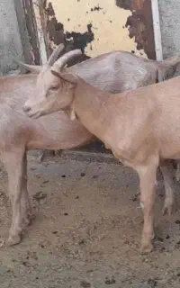 سانن،آلپاین