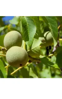 گردو  کاغذی درشت