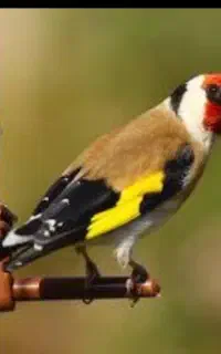 قفس سهره