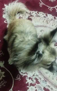 سگ پامر معاوضه با پرنده