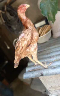 لاری