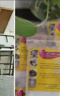 پودر معجزه گر
