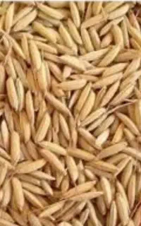 فروش جو بذری شهبد