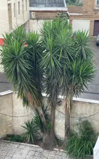 درخت یوکا