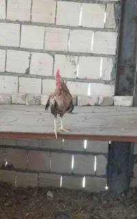 تعویض خروس با مرغ