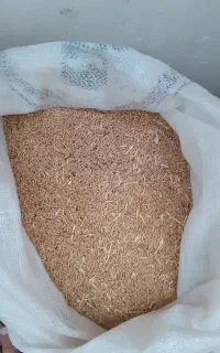 گندم دیم