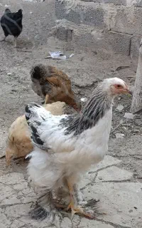 گلین برهما