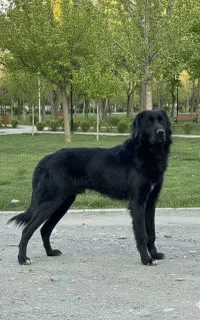 سگ سرابی نر مشکی اصیل