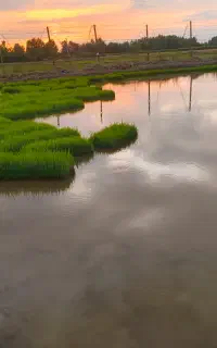نشا سینی شیرودی