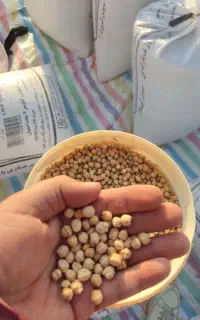 فروش نخود بصورت عمده