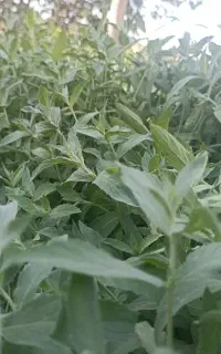فروش پونه و نعنا با قیمت مناسب