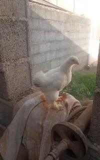 جوجه دو ماهه برهما درجه یک