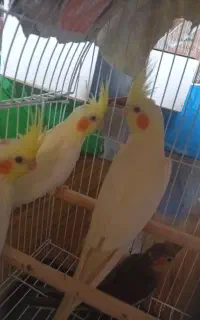 چهارعدد عروس ۴ ماهه