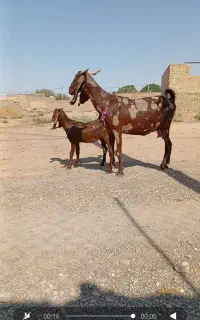 بز پاکستانی
