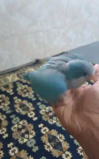 طوطی راهب