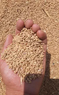 گندم بذری
