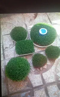 سبزه