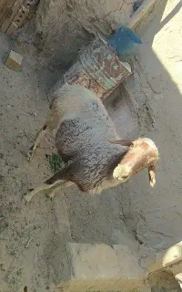 گوسفند