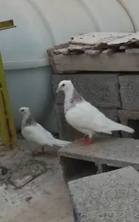 کبوتر طوقی