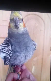 گمشده. ۲۰ متری بهار