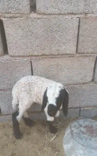 بره دو روز نر لنگ جمل